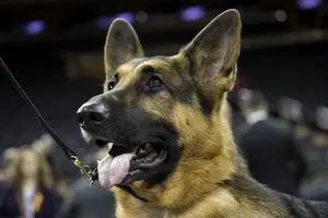TSA Dogs Up For Adoption