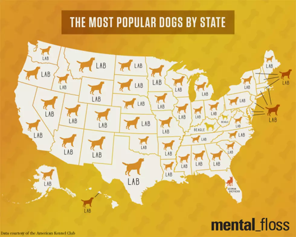 What Are Maine&#8217;s Top 5 Dog Breeds?