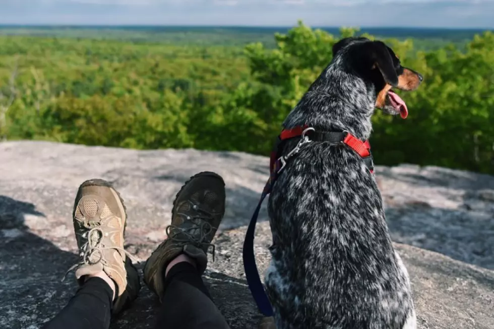 5 Things Your Dog Wants To Do During Their Summer Vacation in Maine