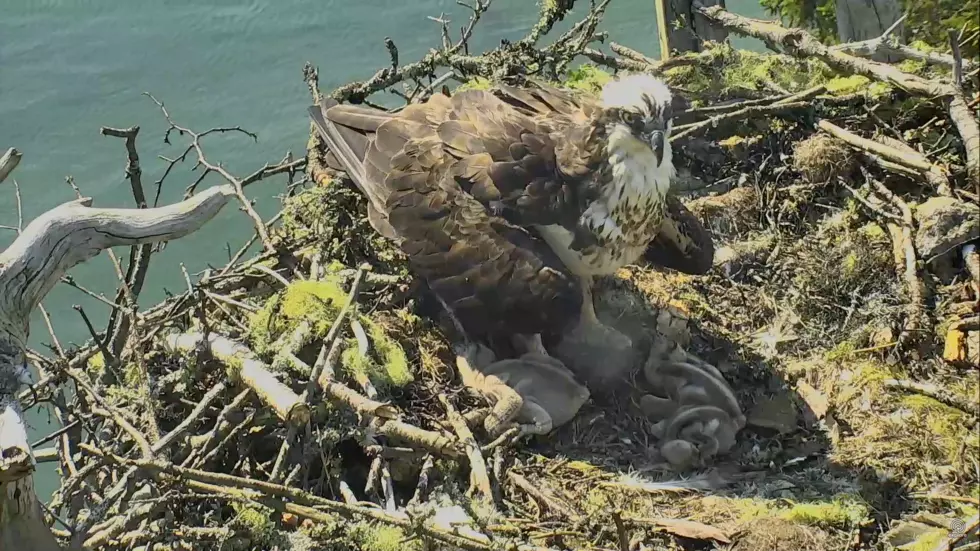 Watch Live: Maine Osprey Nest Camera on Hog Island