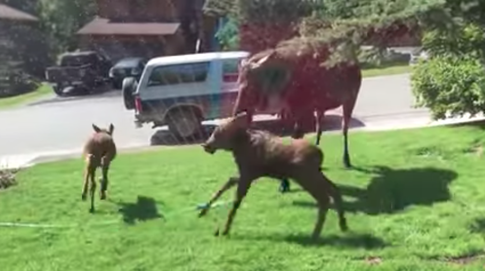 Moose Cool Down in Sprinklers on the Front Lawn, Too!