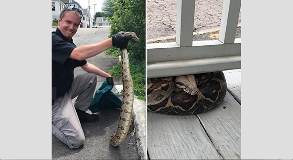 Anyone Missing a Giant Snake in Biddeford? Animal Control Found One!