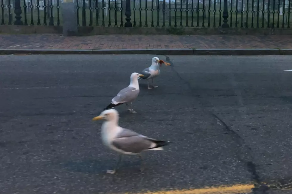 Sorry I’m Late, I Was Watching a Flock of Seagulls Fight Over a Pizza Slice on Congress Street