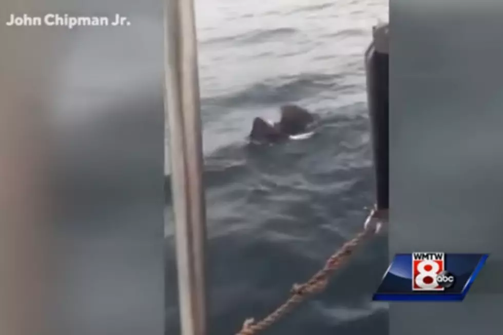 Maine Lobsterman Rescues Waterlogged Eagle  [VIDEO]