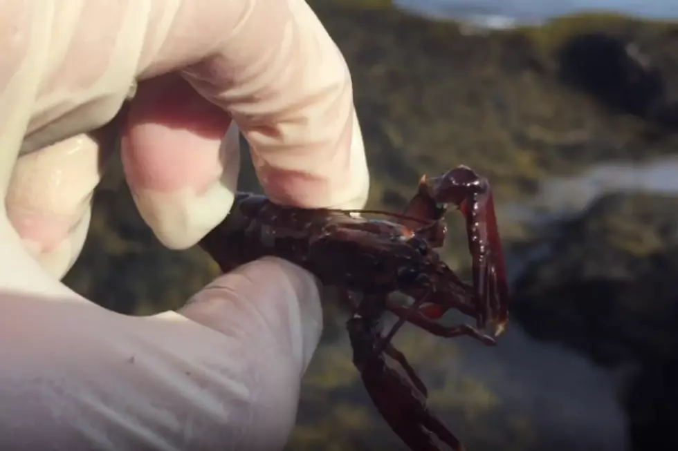 Do You Remember Searching Tide Pools As A Kid? This Video Might Bring That Memory Back