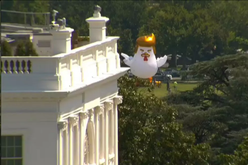 Someone Put a Giant Inflatable Chicken Up Near The White House That Looks Like President Trump