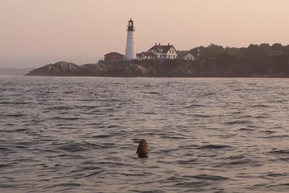 WATCH: Strange Fin Surfaces Near Portland Head Light Over the Weekend