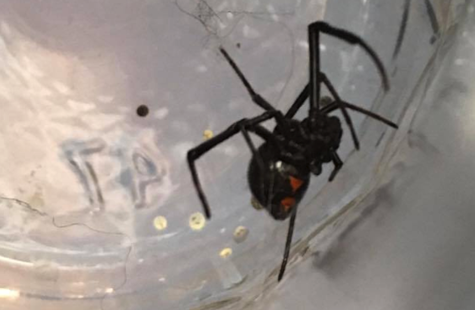 Black Widow Found in Maine