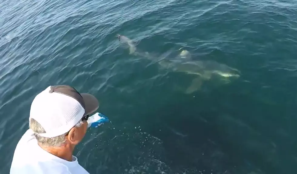 Wicked Cool: This Is What It’s Like To Go Shark Fishing Off The Coast Of Maine