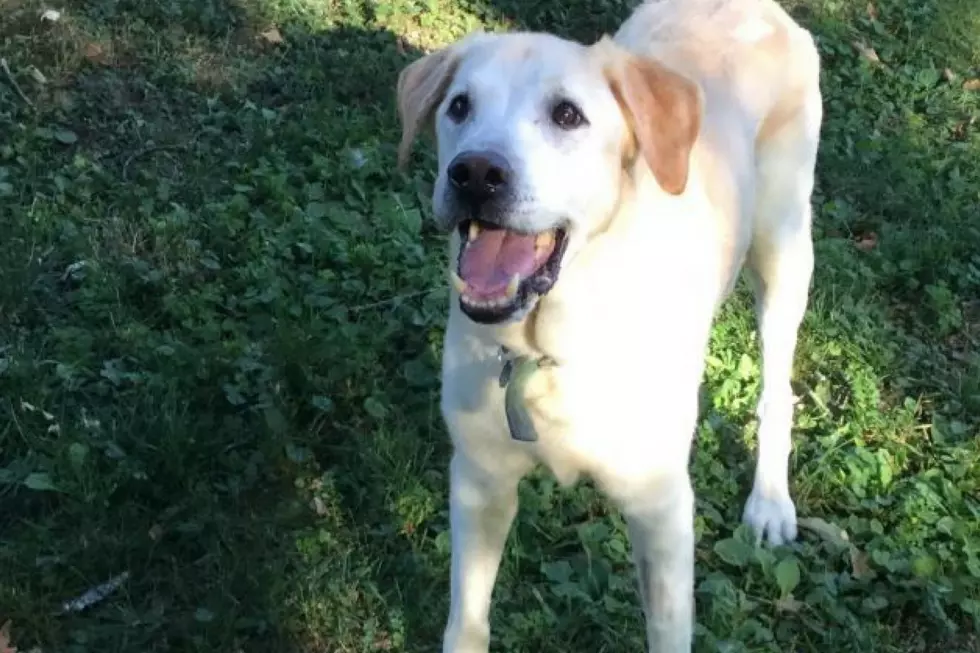 This Mellow Old Boy is Looking for His Retirement Home in Maine