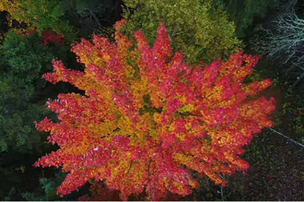 Soar Over The Foliage In The Mountains Of Maine With This Drone Video