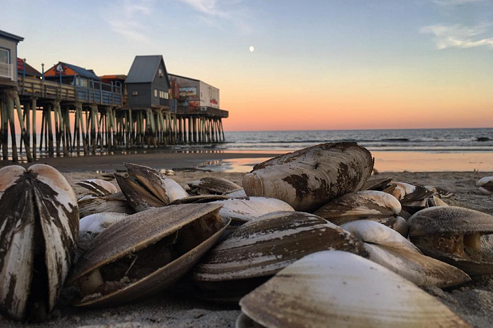 Thousands of Clams Have Washed Up and Died on Old Orchard Beach