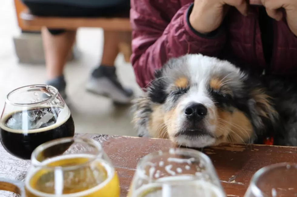 Dogs Love Maine Breweries, Too: A Pupper Photo Series