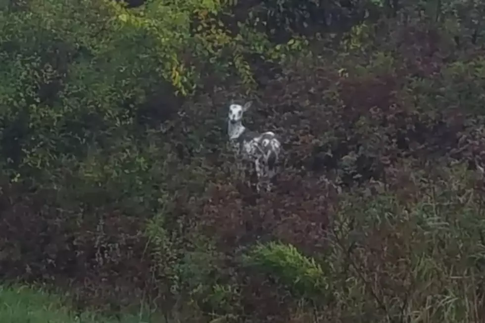 Rare Piebald Deer Seen in Freeport  [VIDEO]