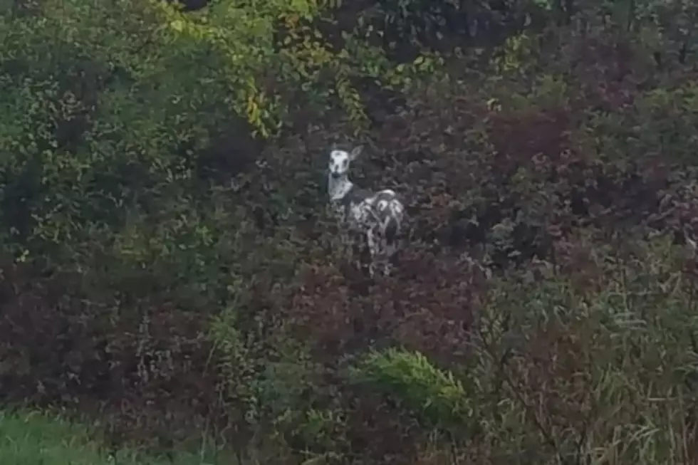 Rare Piebald Deer Caught on Camera in Freeport