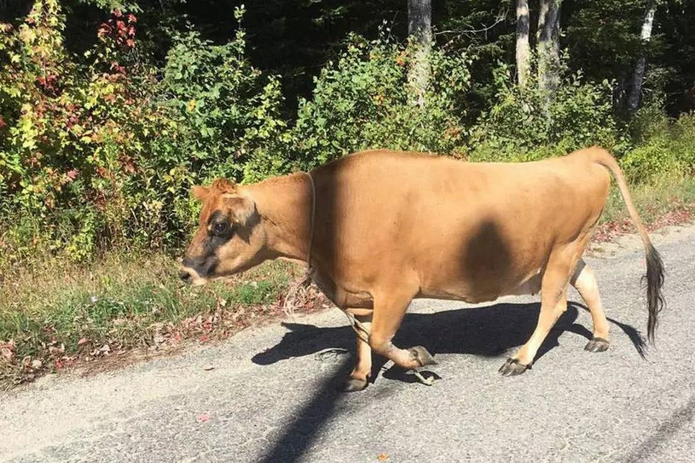 Bull on the Loose In Maine