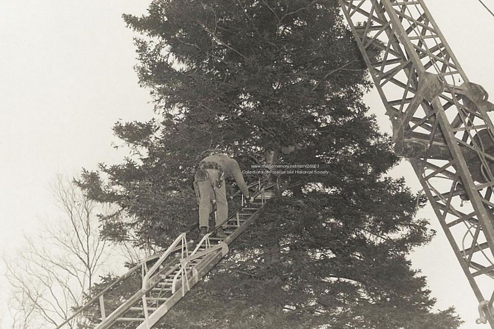 Presque Isle Provided the Christmas Tree for Washington D.C. in 1959