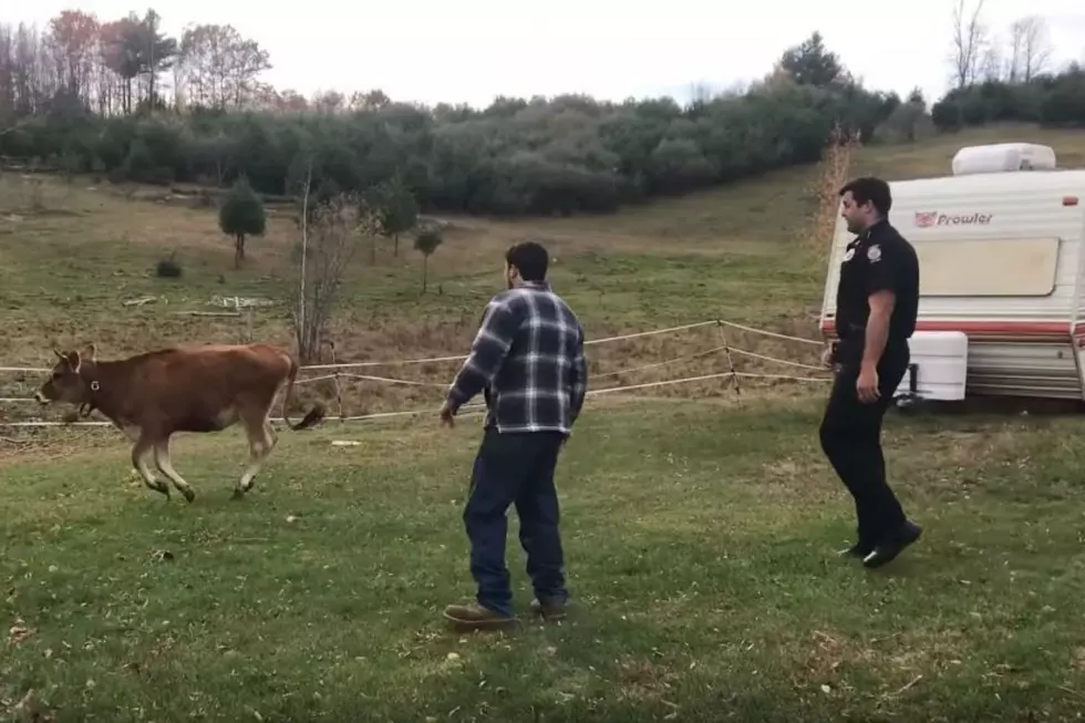 WATCH: This Cow is Pretty Good at Evading Auburn Police