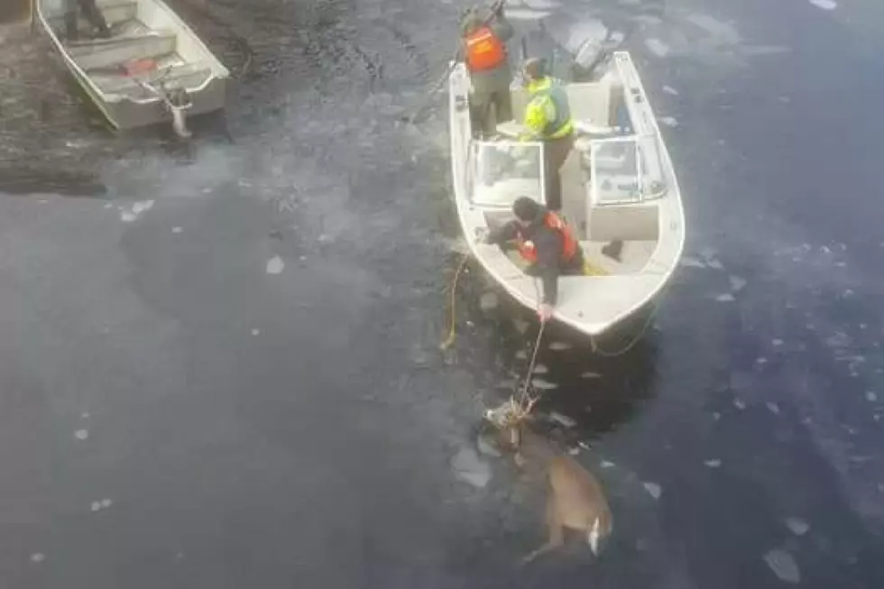 Maine Man Helps Rescue Buck Trapped in Frozen Flagstaff Lake