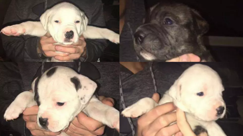 Police Search For Stolen Puppies In Hancock County