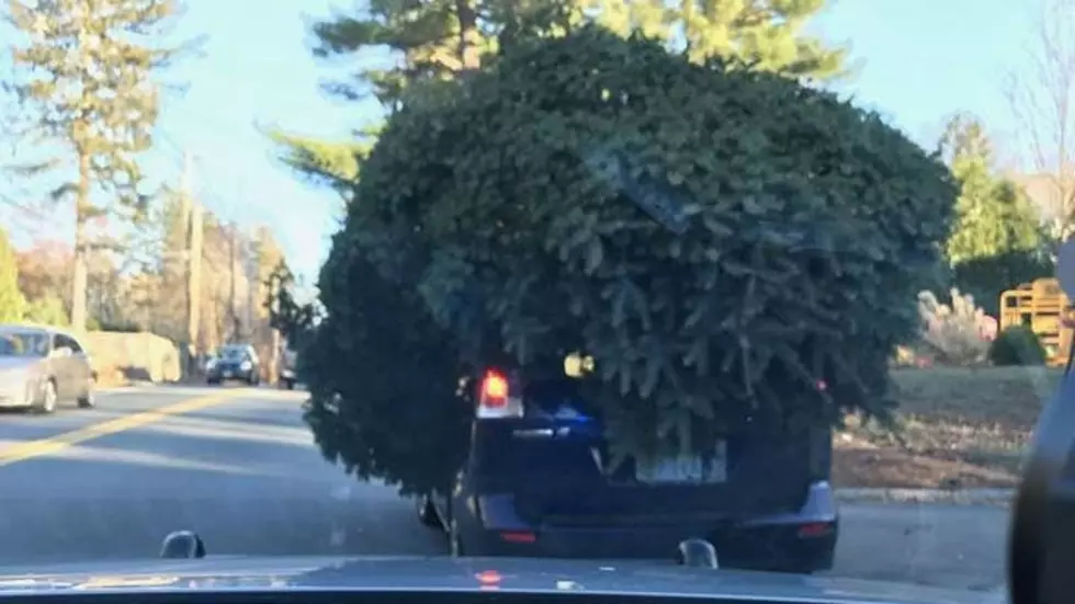 Meanwhile in Massachusetts: Police Stop Tiny Car With a Huge Christmas Tree on the Roof