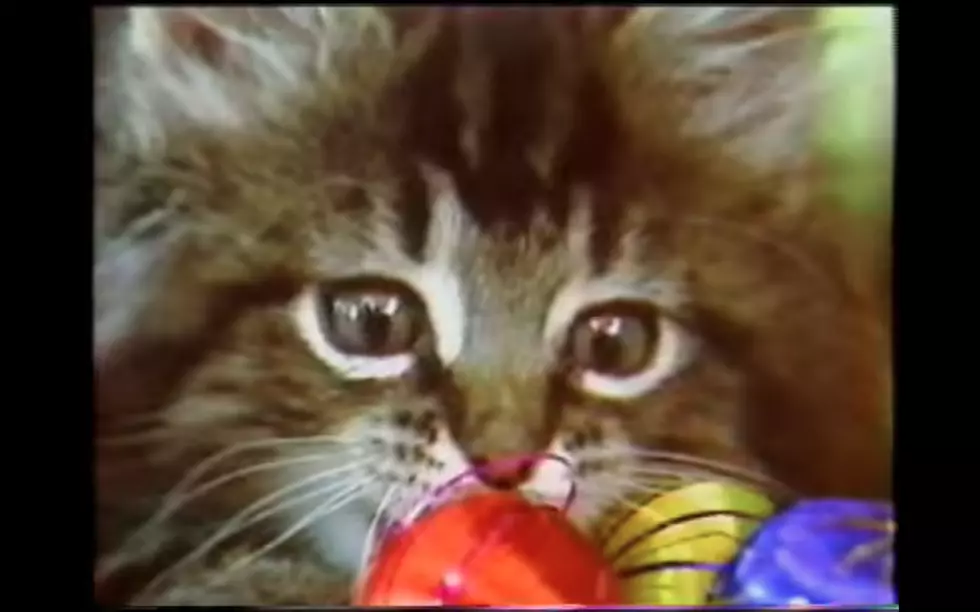 Classic Maine Christmas Cuteness Overload: Bangor Savings Bank Kittens