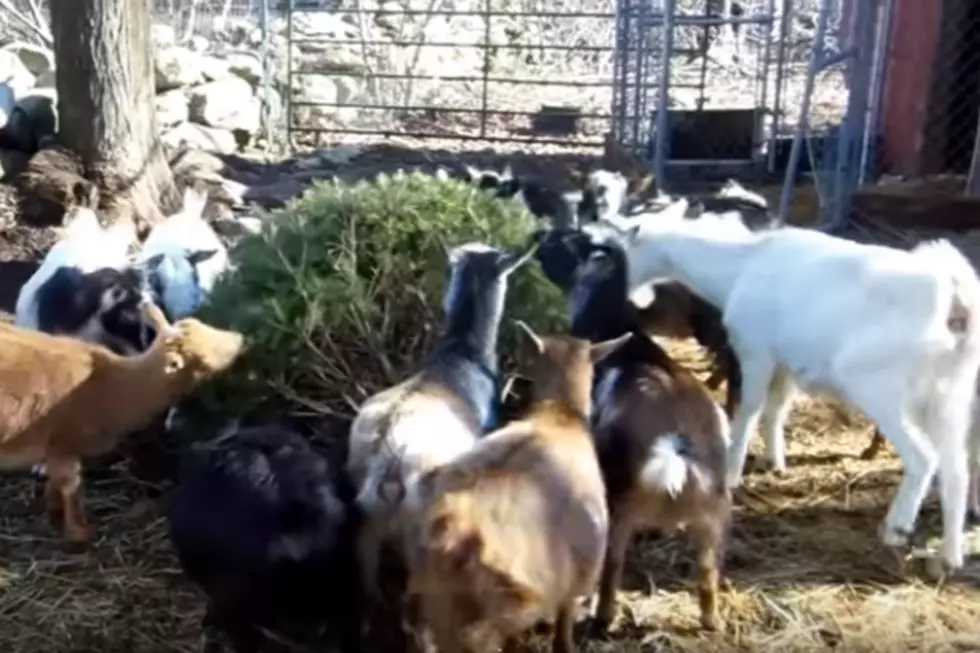 Donate Your Christmas Tree To Goats