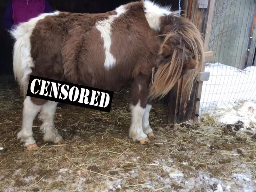 Maine Pony Stricken With Penis Cancer Raises More Money Than 7 Candidates for Governor