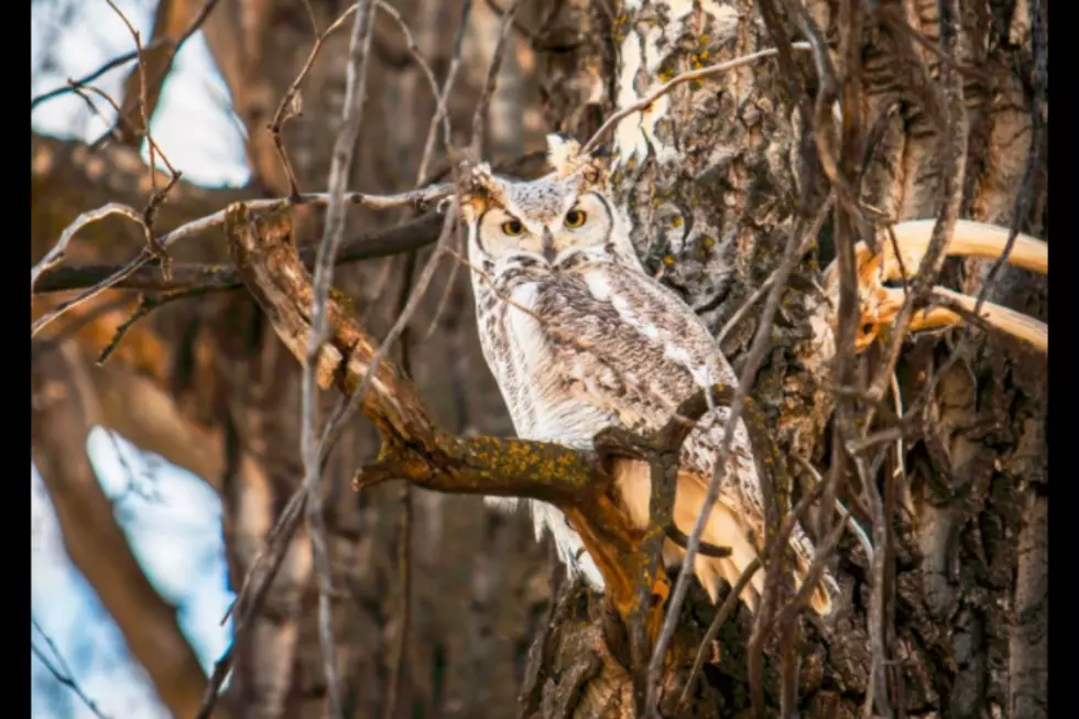 Warning: This Owl is Dive Bombing Cross Country Skiers at Pineland Farms