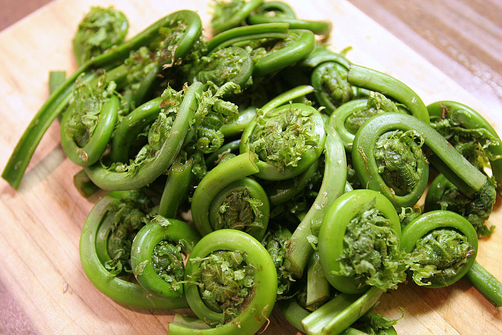 [VIDEO] Watch Fresh Maine Fiddleheads Go From Ground to Table