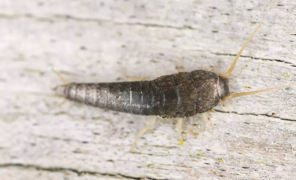 Are These Sneaky Maine Bugs Hiding In Your Home?