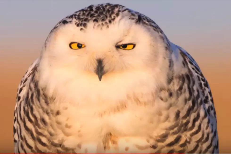 Migrating Snowy Owls Bring Problems At Portland Jetport
