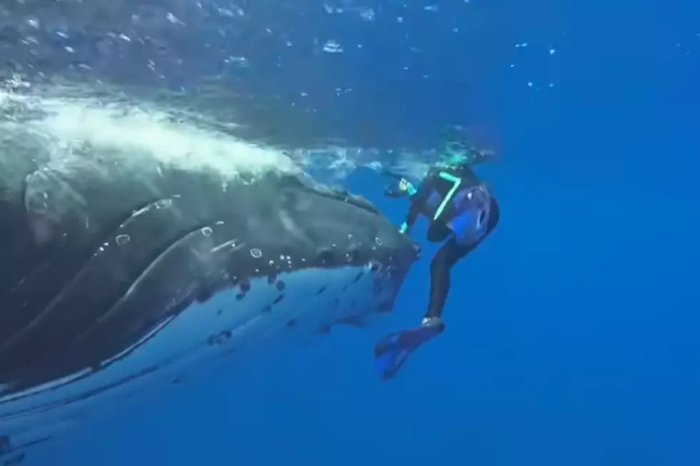 Whale Protects Maine Diver From Shark  [VIDEO]