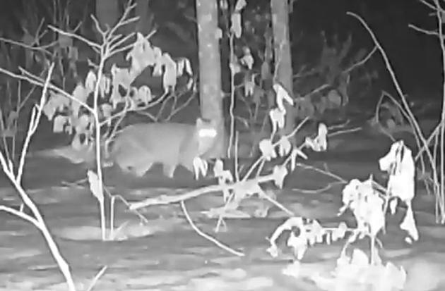Wicked Cool: Bobcat Spotted on Trail in Raymond