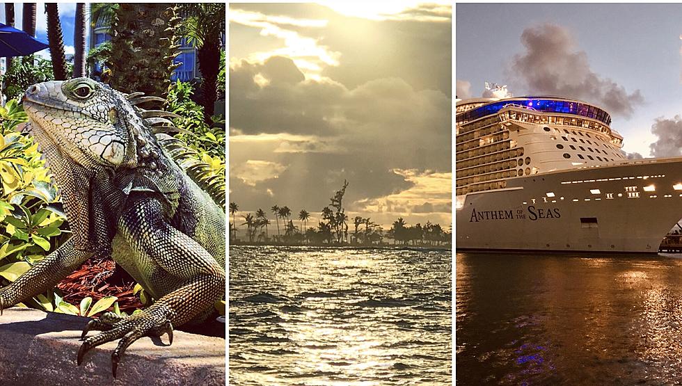 Vacation Day 3: Iguanas, Surviving Maria, and the Biggest Ship in the World