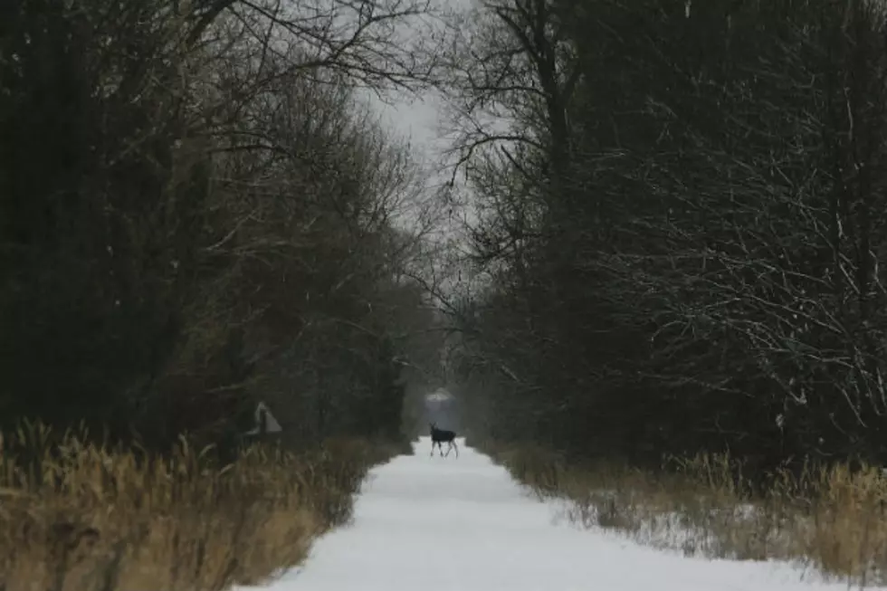 Maine Snowmobilers Get Up Close And Personal With Young Moose