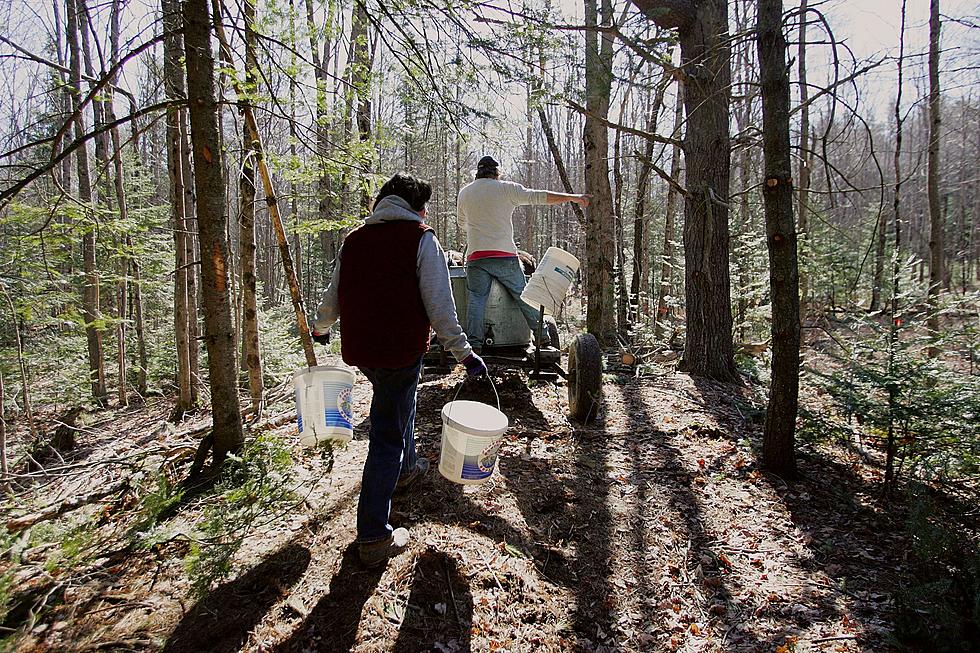 #MaineLife: Watch How Maine Maple Syrup Is Made
