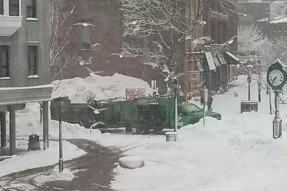 Compost Truck Parked in Portland Gets Bombed By Hungry Seagulls