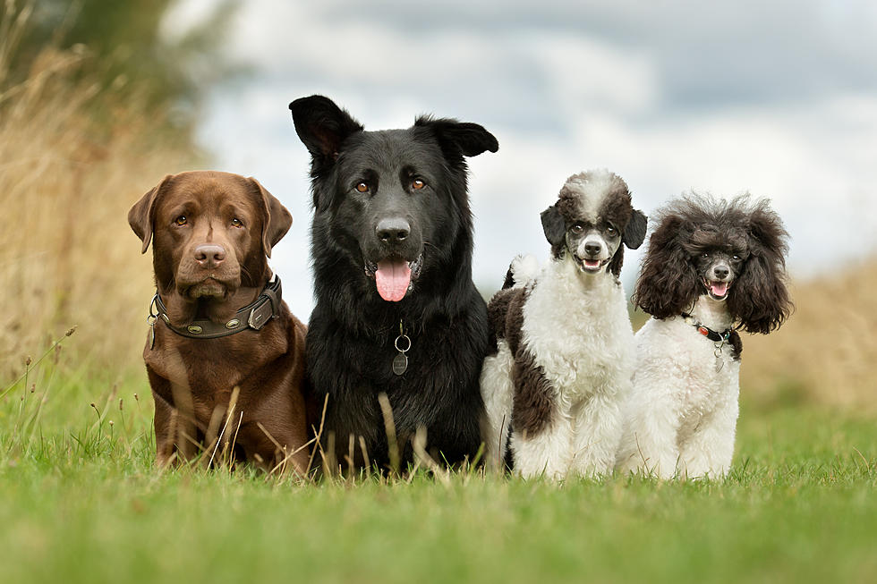 Is Your Dog Among The Most Popular Breeds In Maine?