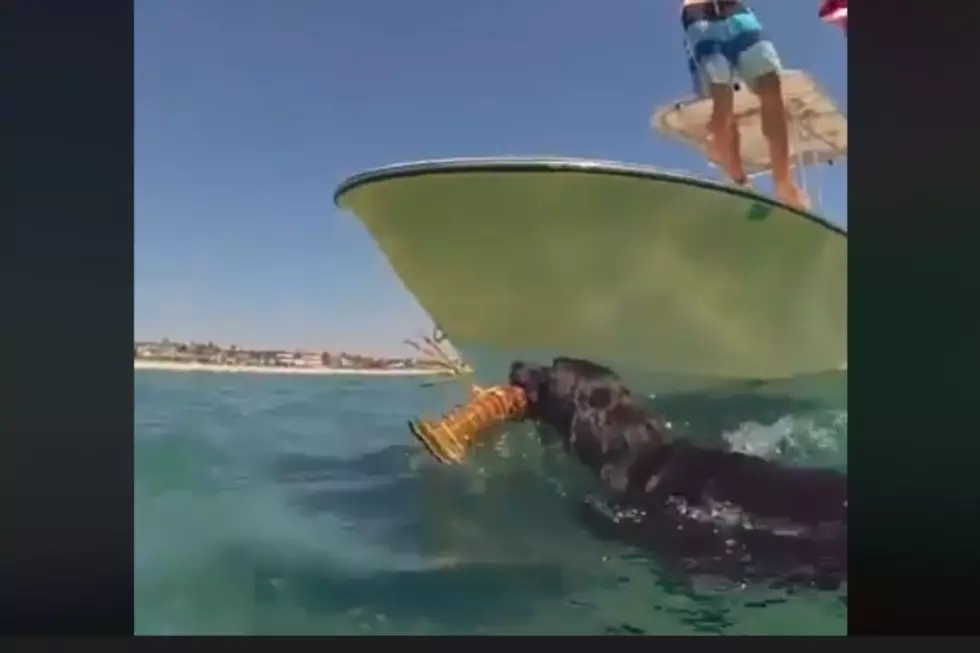 Forget Retrieving Balls, This Amazing Dog Fetches Lobsters