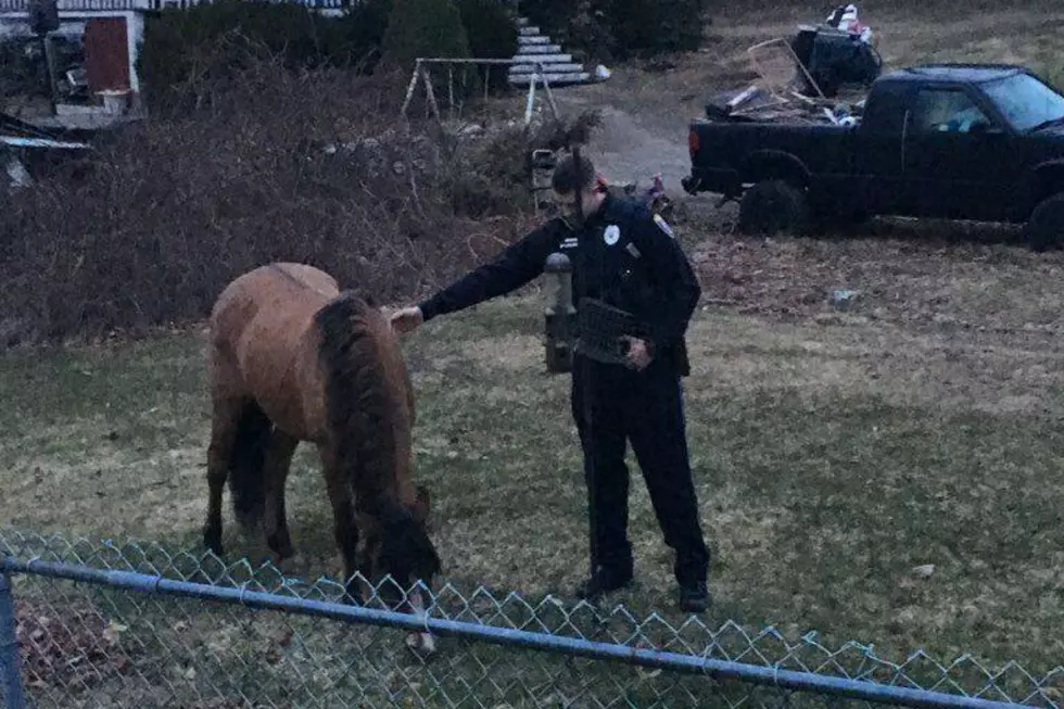 Westbrook Police Officer Dubbed 'Horsewhisperer' of Runaway Horse