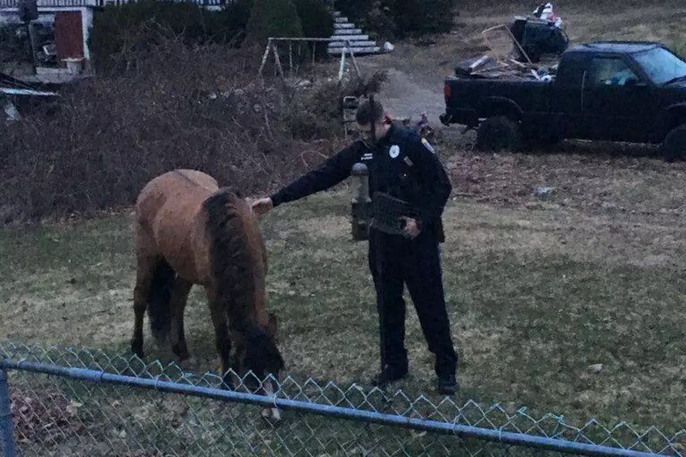 Westbrook Police Officer Dubbed &#8216;Horsewhisperer&#8217; After Securing Runaway Horse