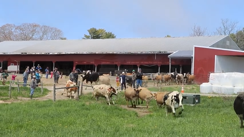 Watch What Happens When the Cows at Wolfe’s Neck Farm Get To Go Outside For the First Time This Year