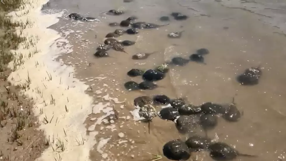Maine Crab Invasion! Watch Thousands of Horseshoe Crabs Land on the Beach to Breed