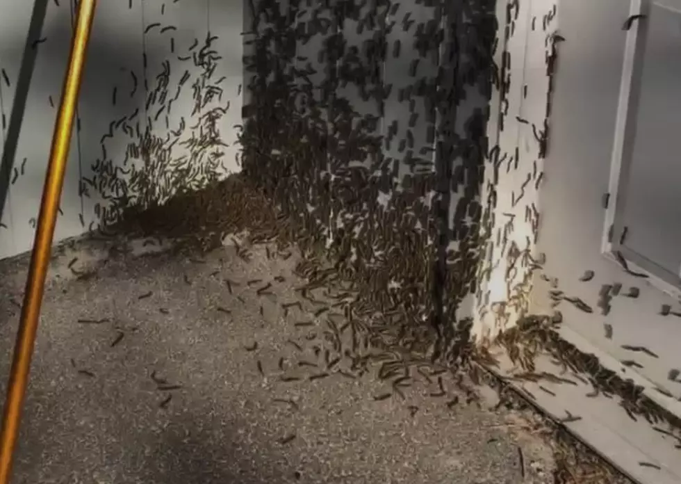Straight Out of Stephen King: Caterpillars Invade Maine Town & Make Terrifying Noises in the Trees
