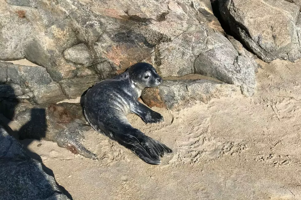 Marine Mammal Rescue Saves Seal Pup Abandoned For Days