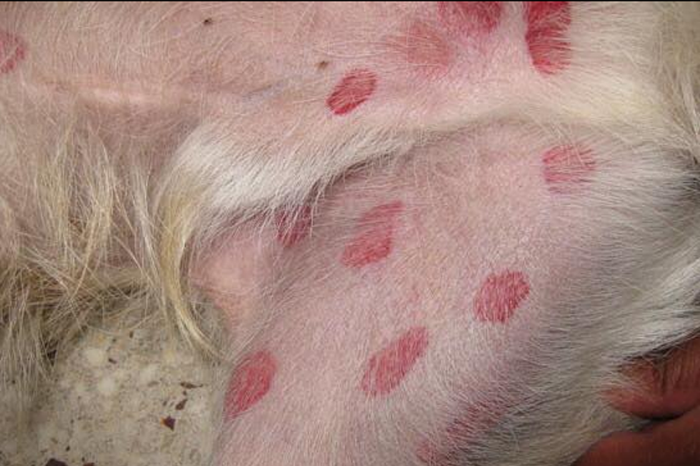 Does Your Maine Dog Have These Spots? Don&#8217;t Panic!