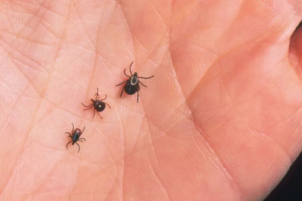 What Is the Purpose of a Tick?