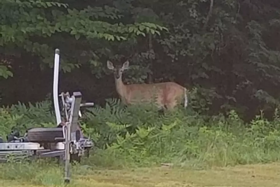 Are We Seeing More Deer in Broad Daylight in Maine?
