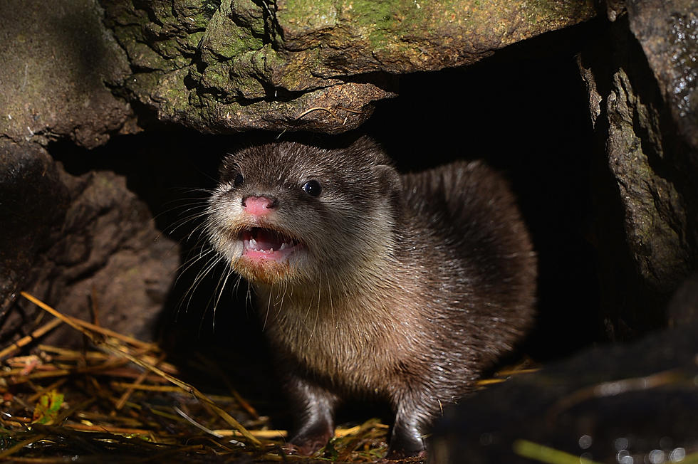 The Otter That Attacked a Woman on a Beach in Maine Just Tested Positive for Rabies